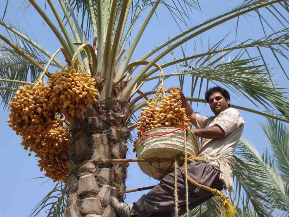 سفارش بدون واسطه خرما برحی بوشهر