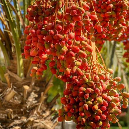 عمده فروشی خرما مضافتی خوشه ای