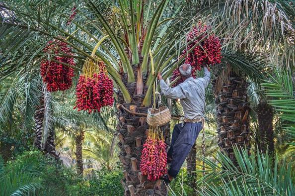 عمده فروشی خرما مضافتی خوشه ای درجه یک