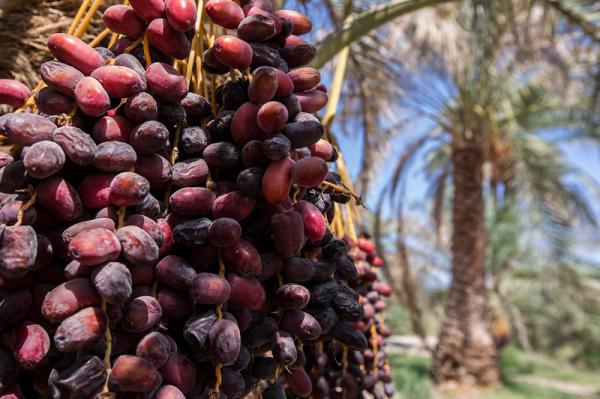 نحوه خرید خرما مضافتی خوشه ای